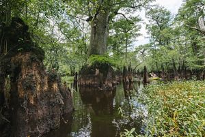 Black River Preserve The Nature Conservancy in North Carolina